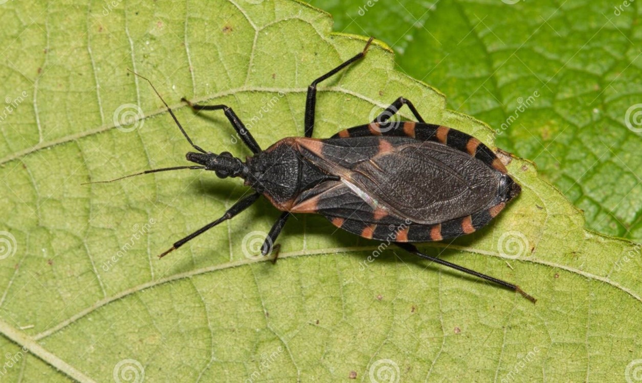 Malattia di Chagas nei paesi non endemici